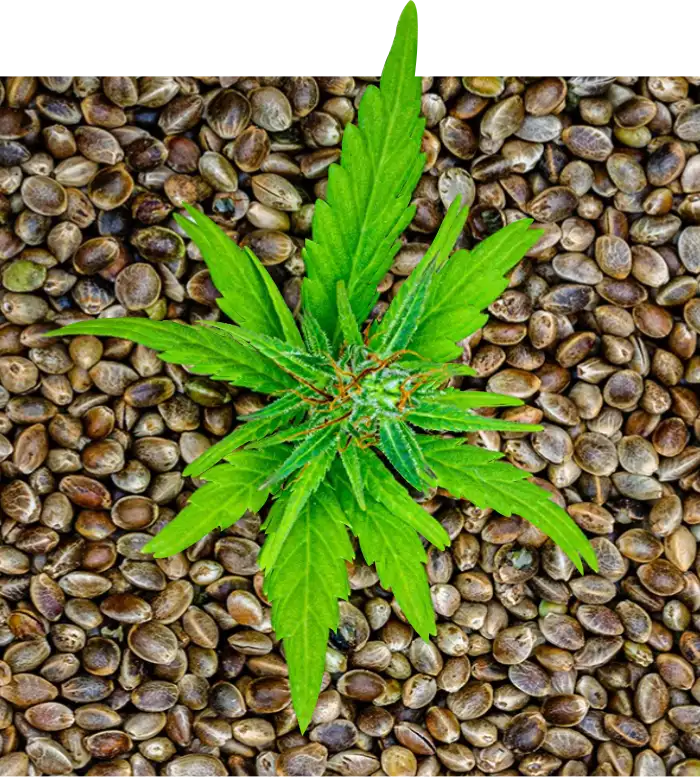 Cannabis Industry